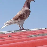 کبوتر مسافتی