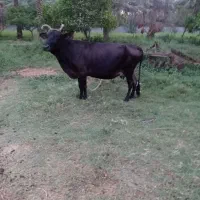 گاو ماده شیرده