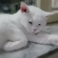 گربه ...بریتیش