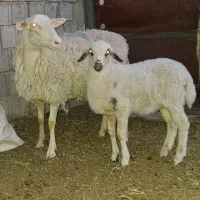 گوسفند نژاد لاکن