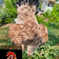 مرغ و خروس زینتی،ویاندوت، برهما،بارنولدر،اورپنگتون