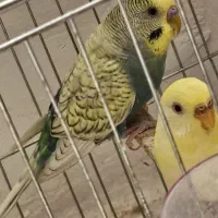 مرغ عشق رینبو