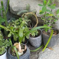 همه گلها به فروش می‌رسد
