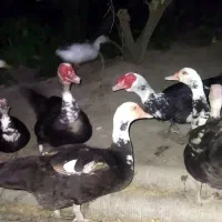 اردک اسراییلی