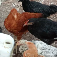 جوجه