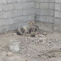 سگ پژدر
