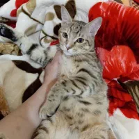 گربه ملوس ماده