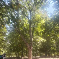 خرید چوب گردو تنه