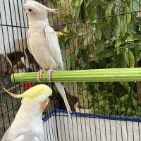 عروس هلندی