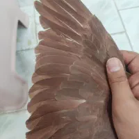 مقلف چپ سرخ درجه یک