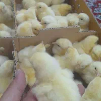 جوجه گوشتی