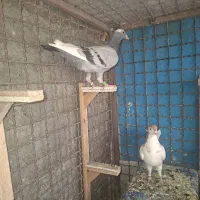 آلمانی رنگه