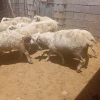 14راس شیشک ومیش فرانسوی