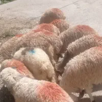 بره