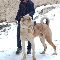 حیوان سگ|سگ|گرگان, |دیوار