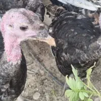 بوقلمون ۴ ماهه