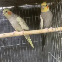 جفت عروس هلندی مولد