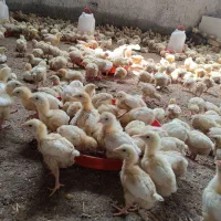 جوجه گوشتی با وزن ۱۵۰ گرم