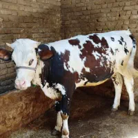 گوساله