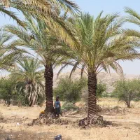 شرکت نخل خرما پاجوش
