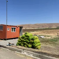 خریدار سیب زیر درختی وگوجه فرنگی زایعات