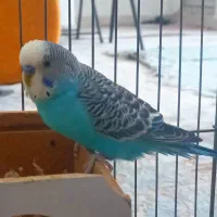 مرغ عشق