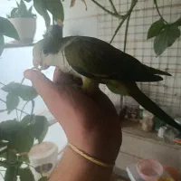 راهب|پرنده|اراک, |دیوار