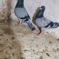 کبوتر نرو ماده...