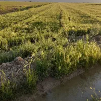 فروش یونجه پرس با قیمت خوب نقدی