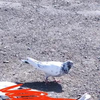 نر پاکستانی