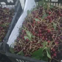 الوچه یا لوشی برای لواشک