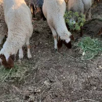 میش شیشک ابستن قوچ