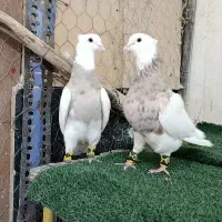 طوقی اجری ی ی