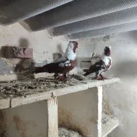 یک قرمزی ککیلی نر و ماده