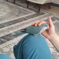 طوطی راهب رنگ ابی نیلی 4ماهه سوپررام
