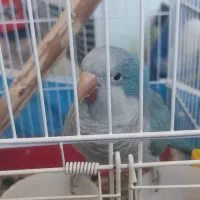 طوطی راهب