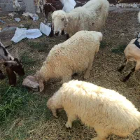 میش و دو عدد بره