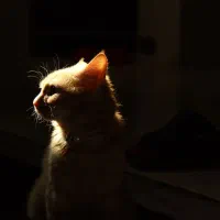 واگذاری گربه