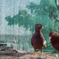 کفتر دوتا سرک هردو نر جون و کوهی چاپی نر