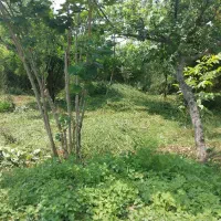 ۲۴۰ مترزمین مسکونی منطقه برند سنگر رشت