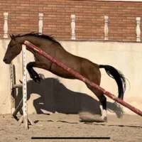 فروش فوری ،نریان یکسر پرشی خارجی ۴ ساله برنگ سمند