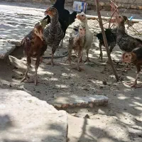 جوجه محلی صد در صد خالص
