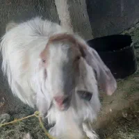 بز نر ۳ ساله  ۵۱ کیلویی