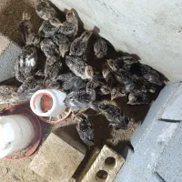 جوجه بوقلمون