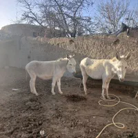 الاغ|حیوانات مزرعه|نیشابور, ماروسک|دیوار