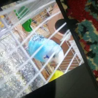 مرغ عشق