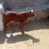 گاو همدانی و گوساله