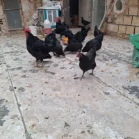 تخم مرغ نطفه دار