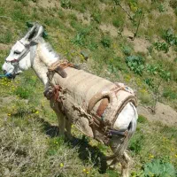 خر ۶دانگ
