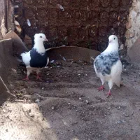 کبوتر طوقی